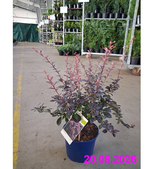 Berberis thunb. 'Concorde' C 2 L